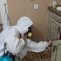 Дезинфекция от муравьев в квартире в Зеленоградске